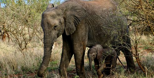 baby olifant in Kruger NP